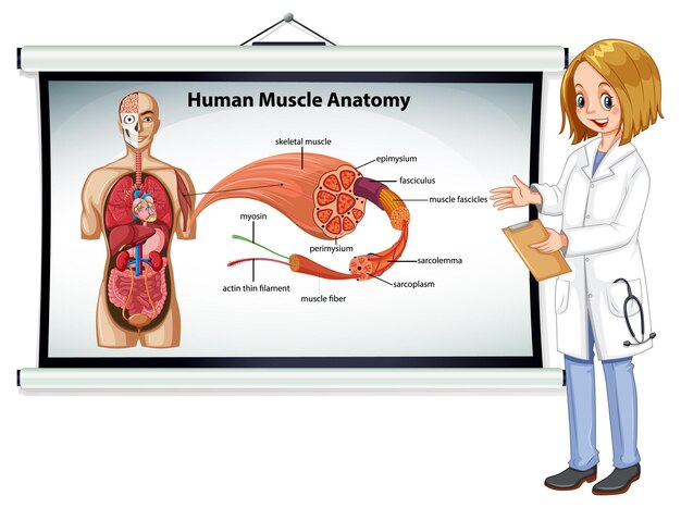 Anatomía del músculo humano con anatomía del cuerpo