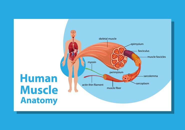 Vector gratuito anatomía del músculo humano con anatomía del cuerpo
