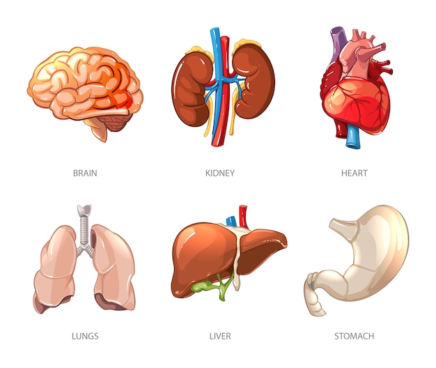 Anatomía de los órganos internos humanos en estilo vectorial de dibujos animados. Ilustración de cerebro y riñón, hígado y pulmón, estómago y corazón