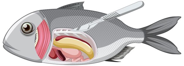 Una anatomía de los peces sobre fondo blanco.