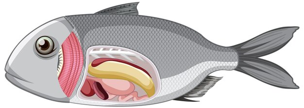 Una anatomía de los peces sobre fondo blanco.