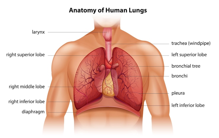 Vector gratuito anatomía de los pulmones humanos