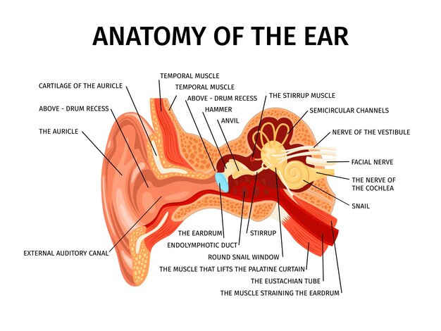 Anatomía realista de la composición del oído humano con vista de diagrama de partes externas e internas de la ilustración del vector del oído