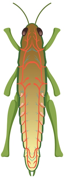 La anatomía del saltamontes sobre fondo blanco.