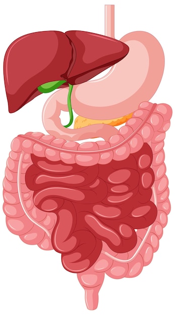 Anatomía del tracto gastrointestinal para la educación.