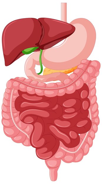 Anatomía del tracto gastrointestinal para la educación.