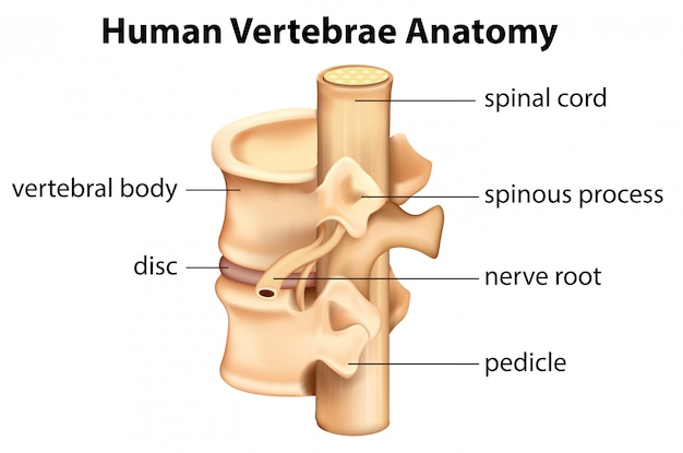 Anatomía de las vértebras humanas