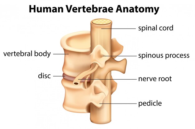 Anatomía de las vértebras humanas