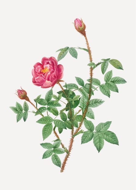Anémona florecida de rosa
