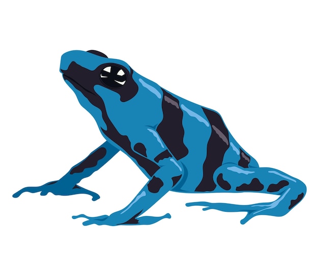 anfibio rana azul y negra