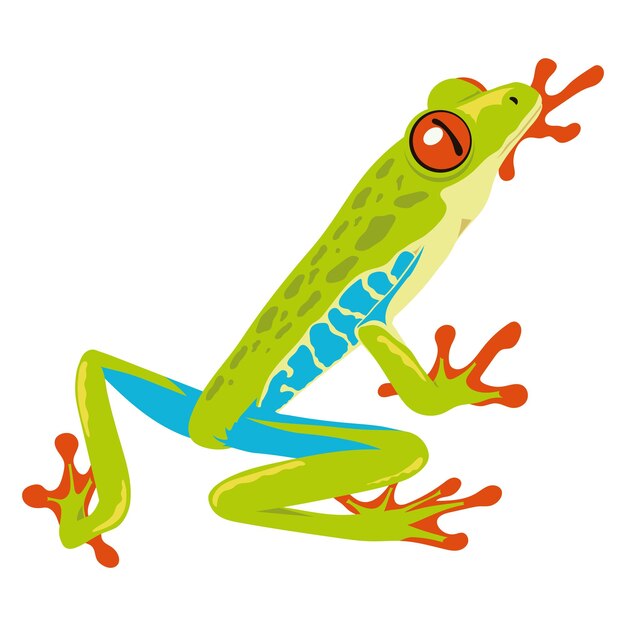 anfibio rana verde y azul