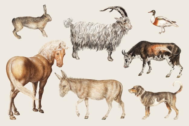 Animales de granja rural