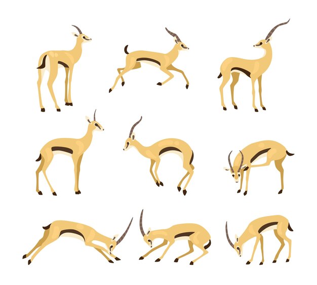 Antílope en diferentes poses conjunto de ilustración de dibujos animados. Gacela bocio africana o impala con cuernos largos corriendo, saltando y golpeando sobre fondo blanco. Animal, vida silvestre, concepto de safari.