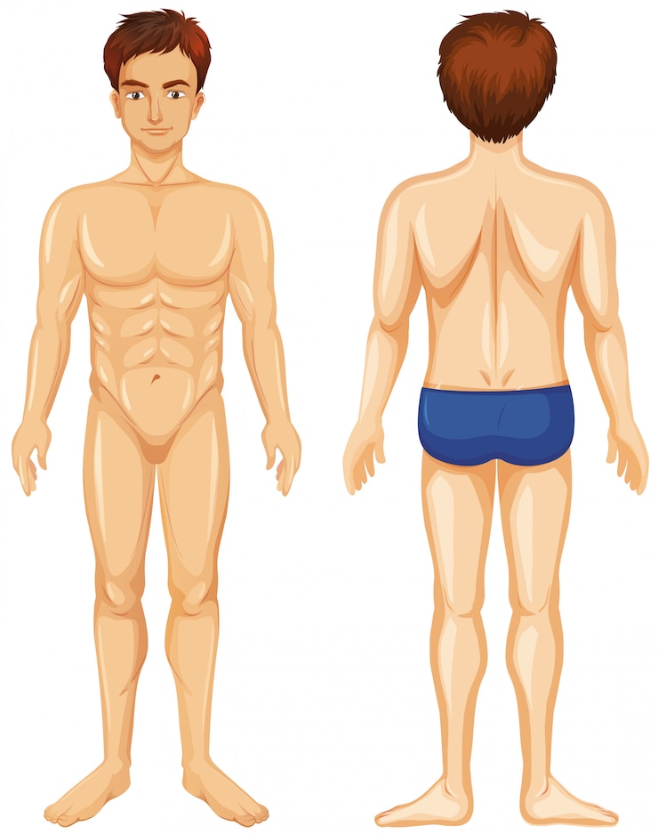Vector gratuito anverso y reverso del hombre humano
