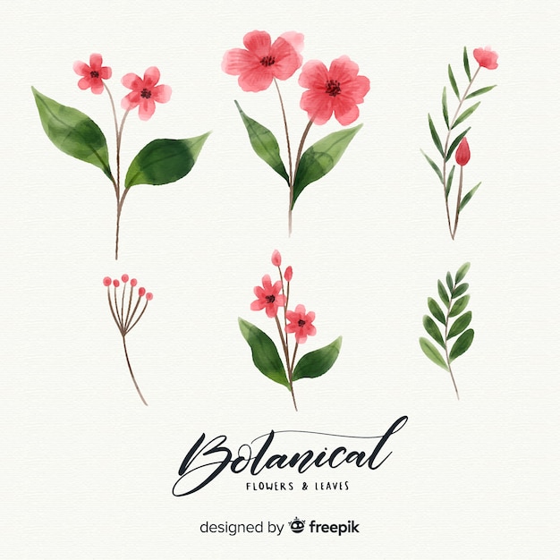 Aquarelas de flores y hojas botánicas
