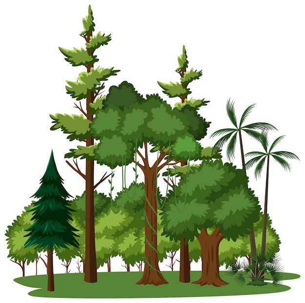 Árbol aislado en blanco