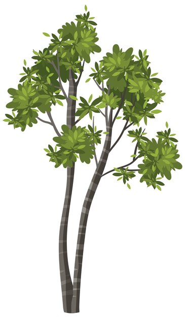 Árbol aislado sobre fondo blanco