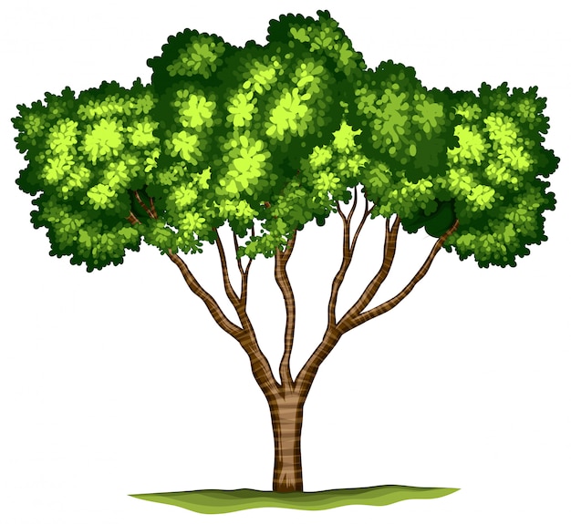 Vector gratuito Árbol aislado sobre fondo blanco