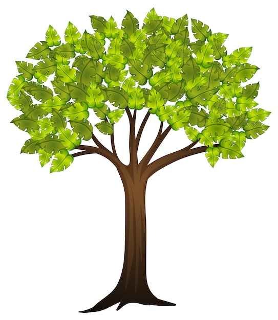 Árbol aislado sobre fondo blanco