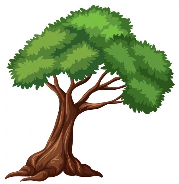 Árbol aislado sobre fondo blanco