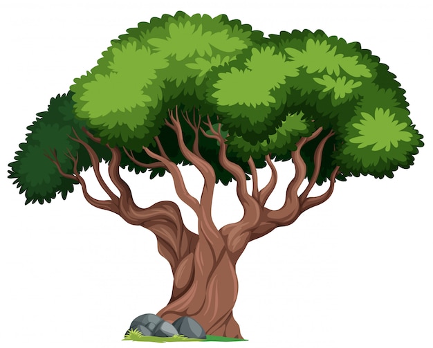 Un árbol aislado sobre un fondo blanco