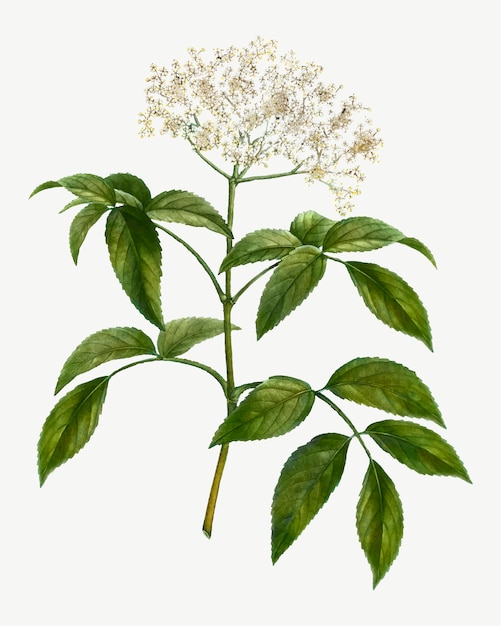 Vector gratuito Árbol de flor de saúco