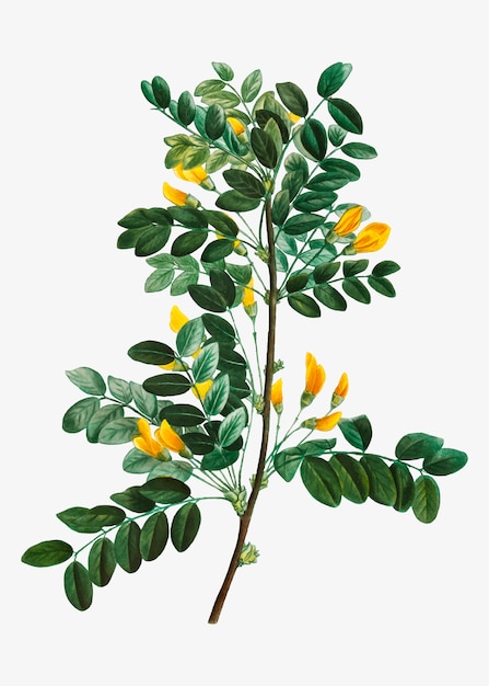 Árbol floreciente de guisante siberiano