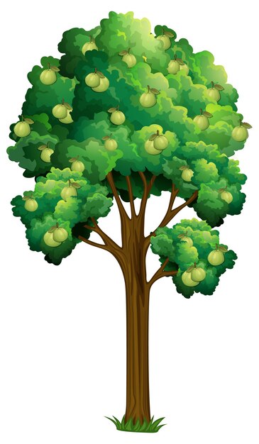Árbol frutal de guayaba aislado en blanco