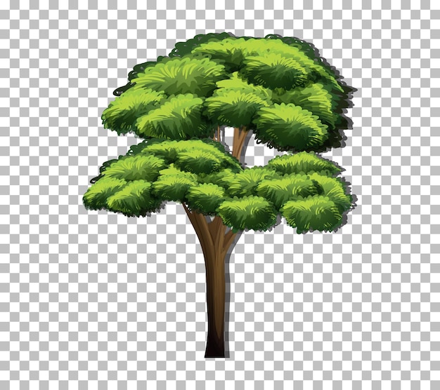 Un árbol con hojas verdes en un fondo transparente