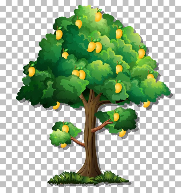 Árbol de mango sobre fondo transparente