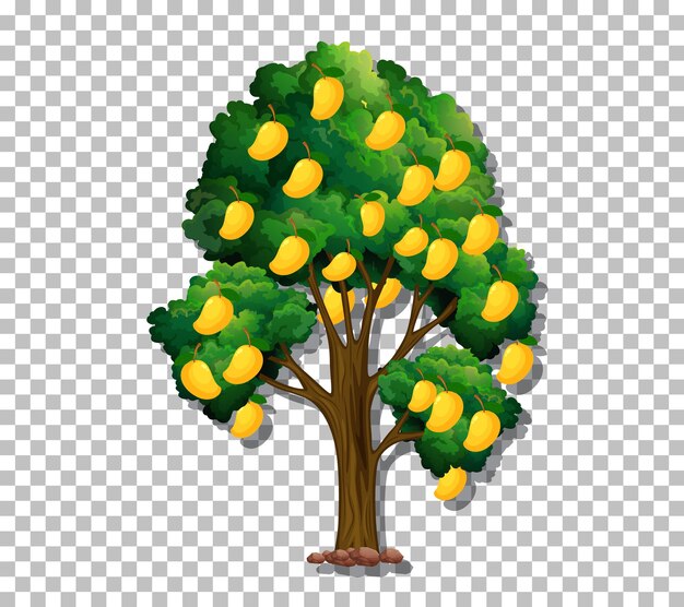 Árbol de mango sobre fondo transparente