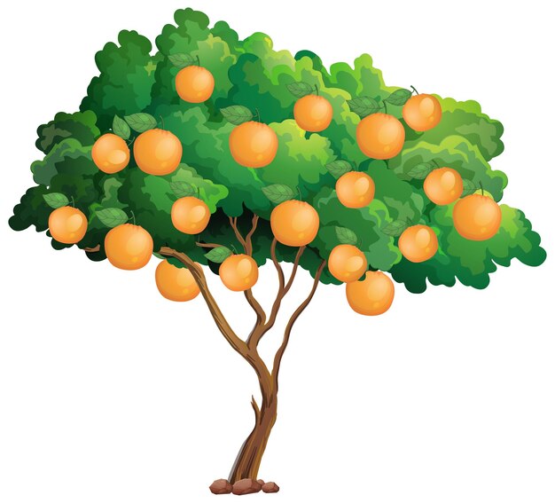 Árbol de naranja aislado en blanco