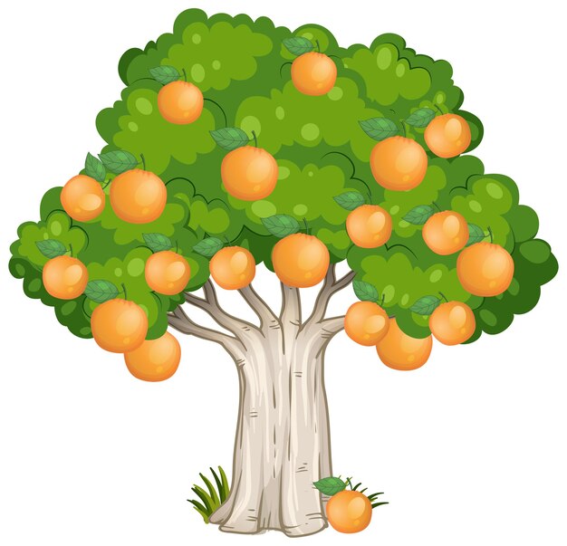 Árbol de naranja aislado en blanco