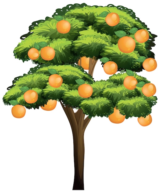 Árbol de naranja aislado sobre fondo blanco