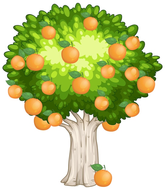 Árbol de naranja aislado sobre fondo blanco