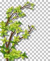 Vector gratuito Árbol sobre fondo transparente