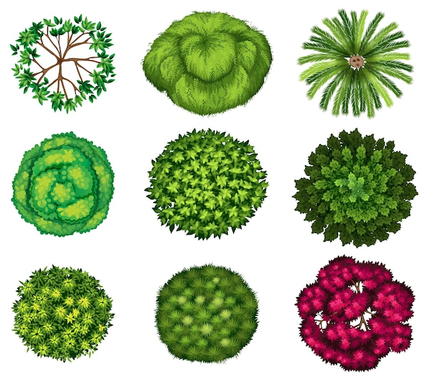 árboles superiores
