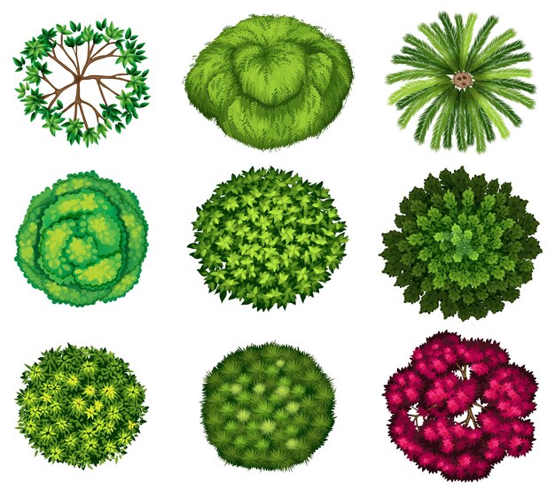 árboles superiores