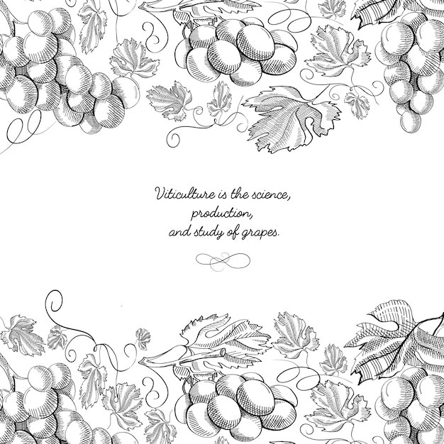 Arriba y debajo horizontal elegante adorno de pergamino grabado racimos de uvas borde