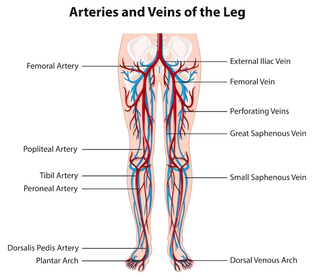 Vector gratuito arterias y venas de la pierna.