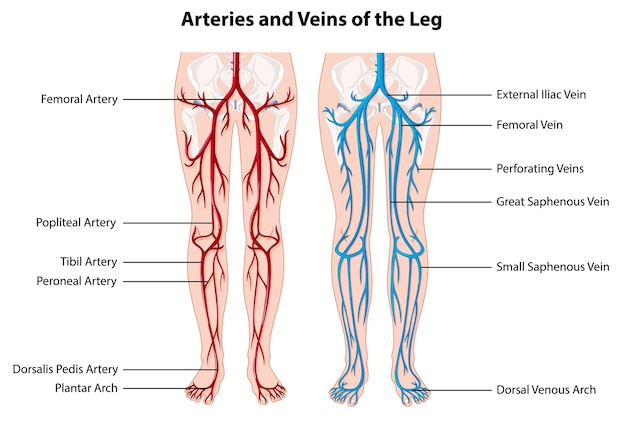 Vector gratuito arterias y venas de la pierna.