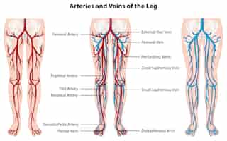 Vector gratuito arterias y venas de la pierna.