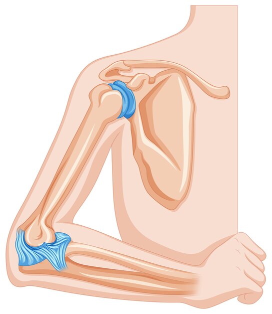 Articulación del codo en humanos
