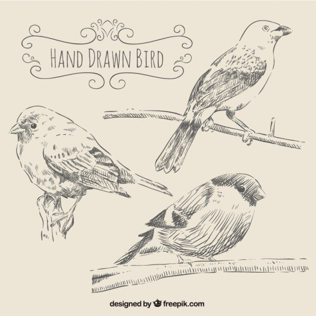Aves en estilo dibujado a mano