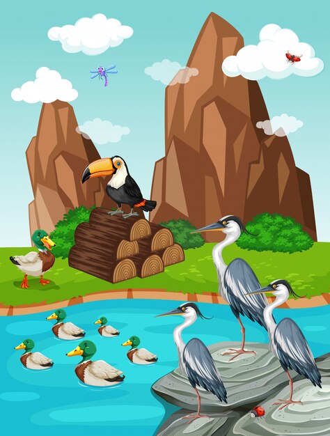 Aves y patos junto al estanque.