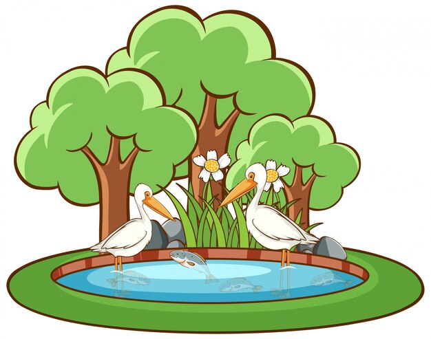 Aves pelícano sobre fondo blanco.