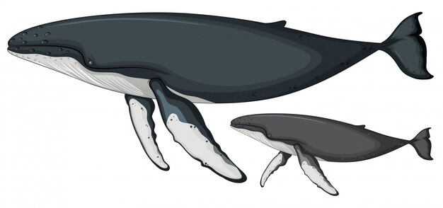 Ballena jorobada sobre fondo blanco