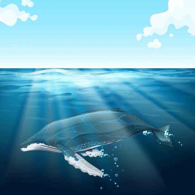 Ballena nadando bajo el mar azul
