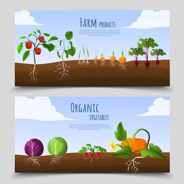 Banners horizontales de alimentos saludables