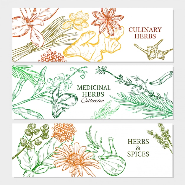 Banners horizontales de plantas naturales saludables